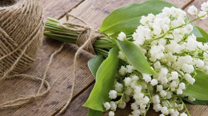 Muguet Du 1er Mai Attention Au Risque D Intoxication Sante
