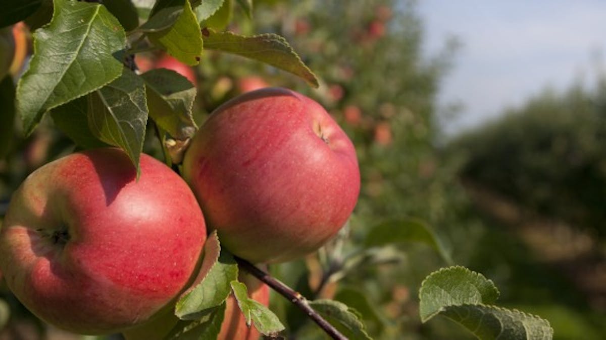Pour Greenpeace, les pommes sont empoisonnées par des pesticides
