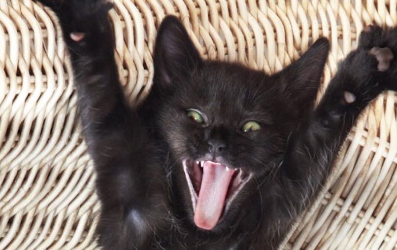 Regarder Des Videos De Chats Pour Booster Son Moral Sante Magazine Regarder Des Videos De Chats Pour Booster Son Moral Sante Magazine