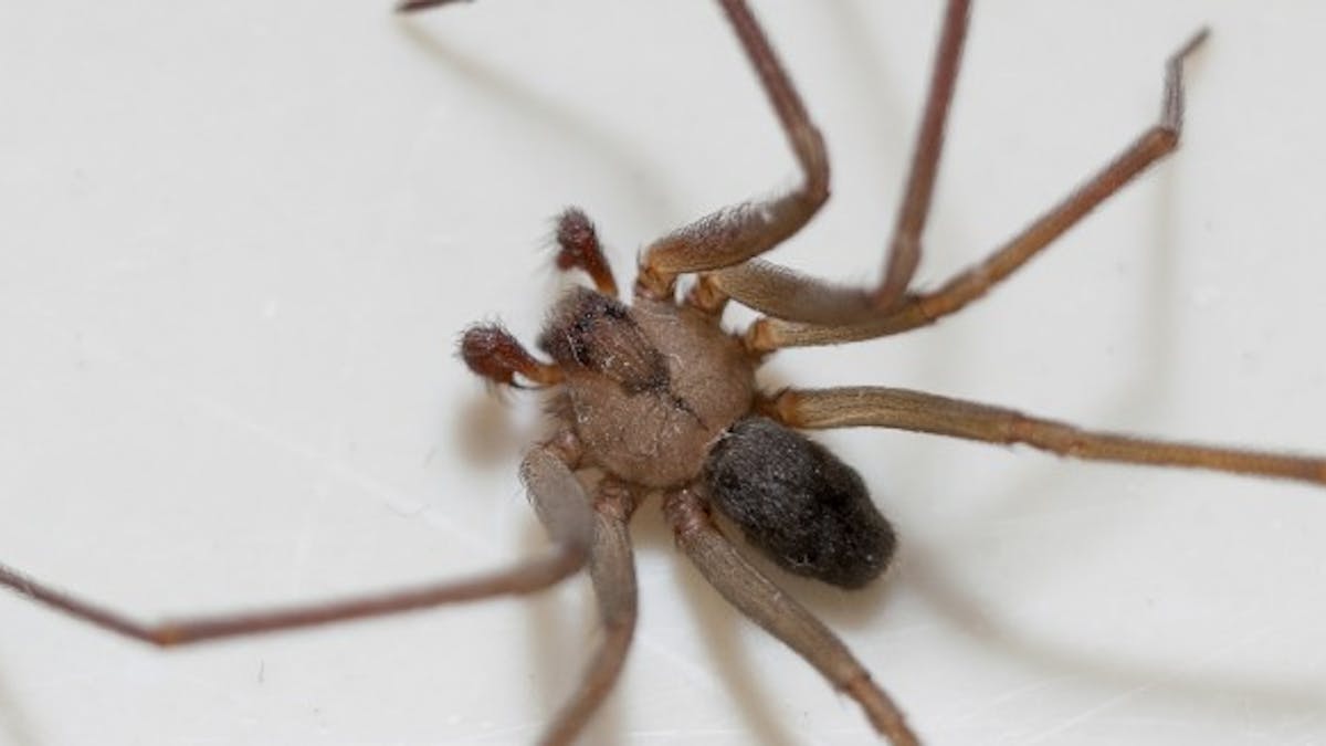 Araignée : gare à la morsure de la recluse brune !
