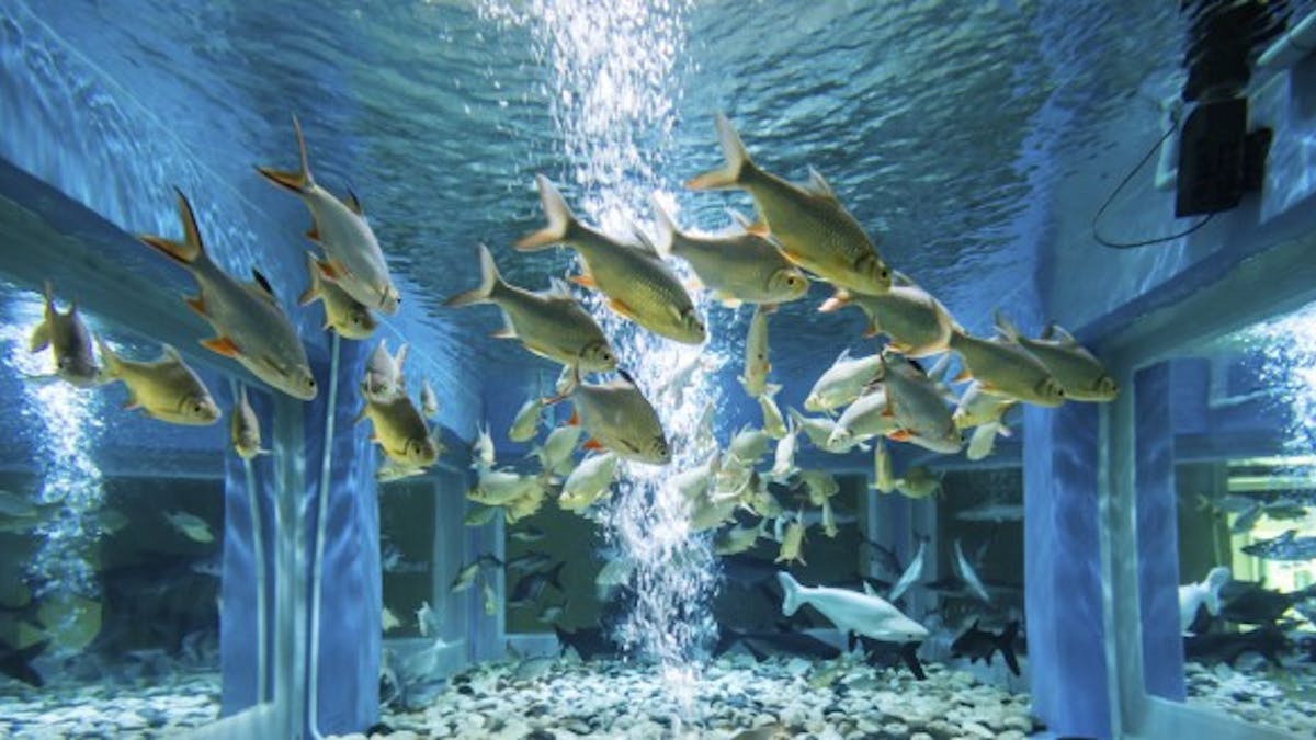 Contempler les poissons d’un aquarium, c’est bon pour le cœur
