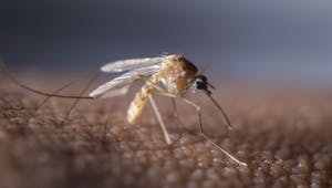 Prévention du paludisme : un député anglais veut interdire le Lariam