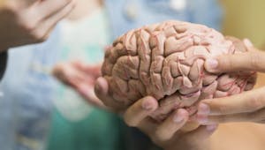 Un cerveau en miniature pour aider la recherche médicale