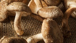 Santé : les dangers du champignon shiitaké à l’état cru