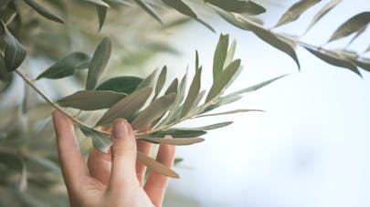 Trois Plantes Qui Protegent Le Cœur Sante Magazine Trois Plantes Qui Protegent Le Cœur Sante Magazine