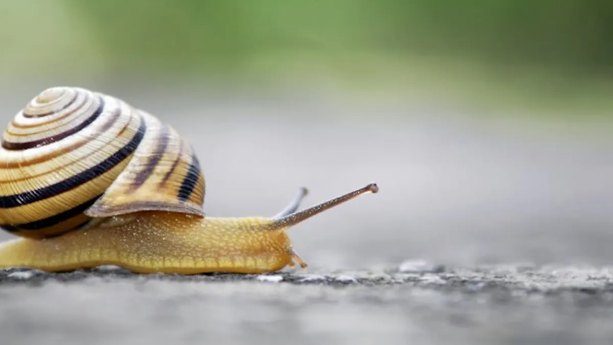 Sante Les Bienfaits Inattendus De La Bave D Escargot Sante Magazine Sante Les Bienfaits Inattendus De La Bave D Escargot Sante Magazine