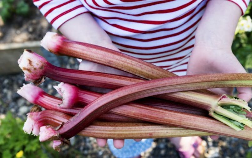 5 Bonnes Raisons De Manger De La Rhubarbe Sante Magazine 5 Bonnes Raisons De Manger De La Rhubarbe Sante Magazine