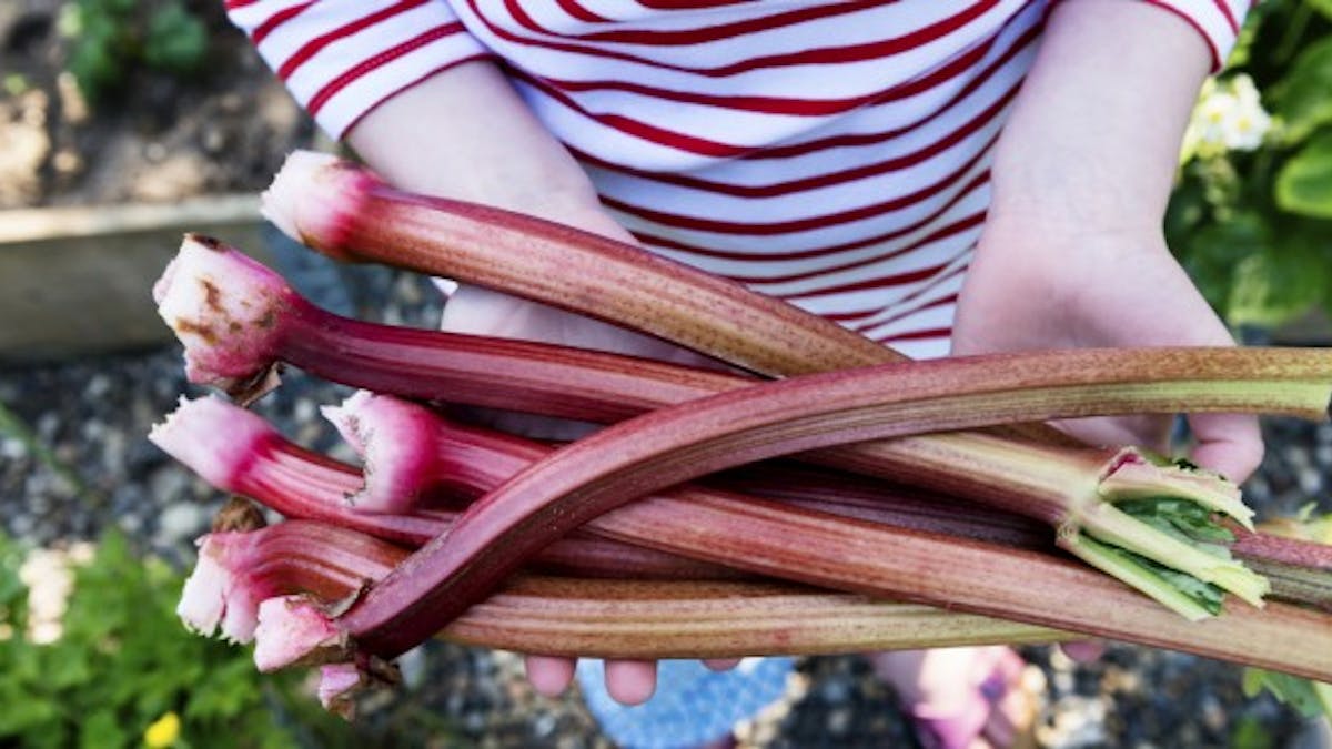 5 Bonnes Raisons De Manger De La Rhubarbe Sante Magazine 5 Bonnes Raisons De Manger De La Rhubarbe Sante Magazine