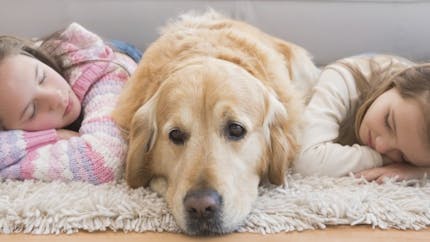 Enfant : un chien à la maison réduit l’anxiété