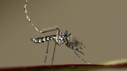 Virus Zika : quelles précautions pour les femmes enceintes ?
