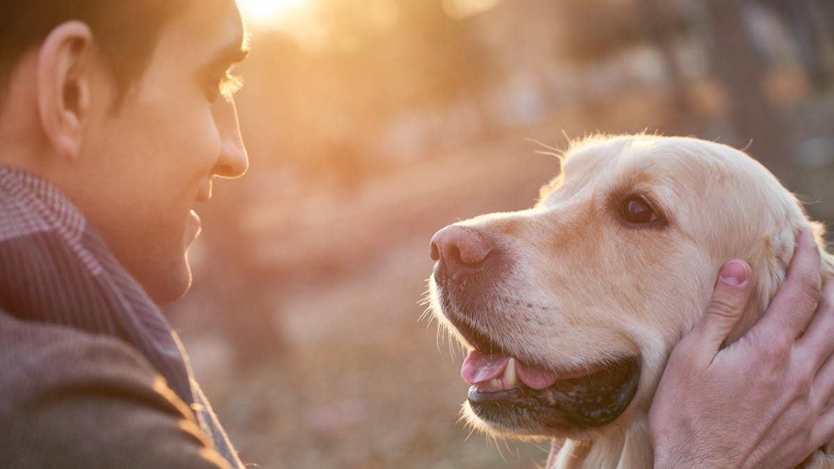 Votre Chien Est Il Intelligent Bientot Un Test De Qi Sante Magazine Votre Chien Est Il Intelligent Bientot Un Test De Qi Sante Magazine