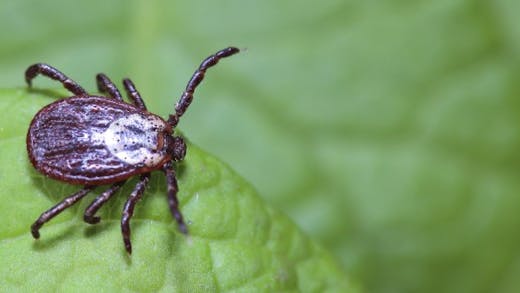 7 choses à savoir sur les tiques, ces parasites qui peuvent transmettre la maladie de Lyme