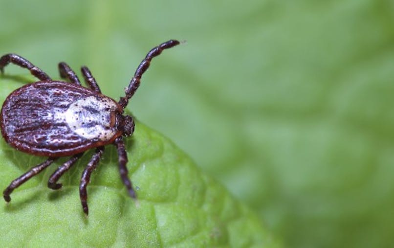 5 Choses A Savoir Sur Les Tiques Sante Magazine 5 Choses A Savoir Sur Les Tiques Sante Magazine