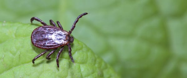 7 choses à savoir sur les tiques, ces parasites qui peuvent transmettre la maladie de Lyme