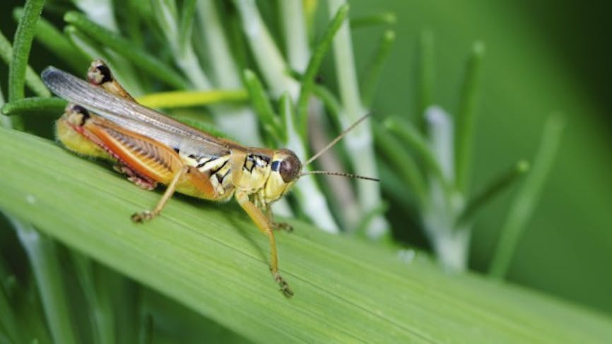 Les insectes : des protéines dans notre assiette !