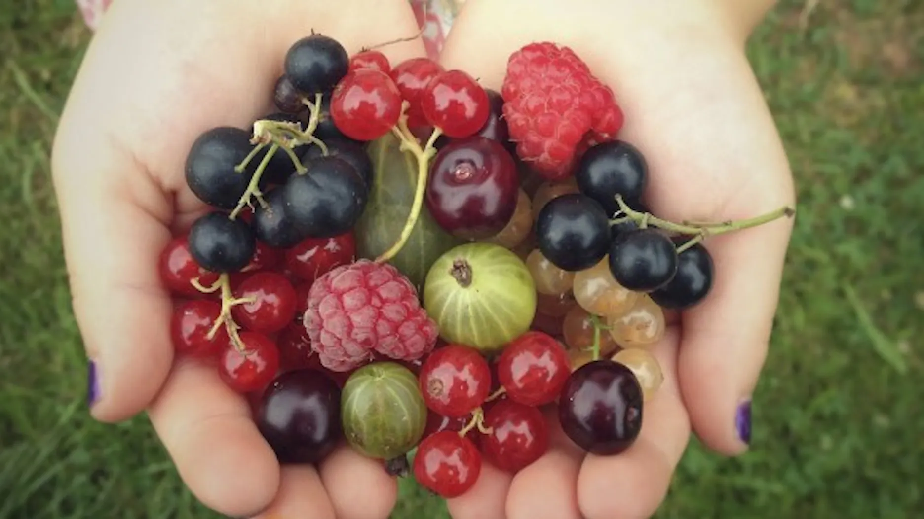 Les Fruit Fruit Rouges Tout Savoir Sur Les Fruits Rouges Et Leurs Bienfaits Sur La Santé – RKIF