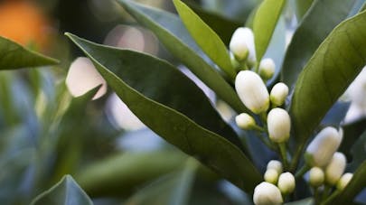 Essence De Fleur D Oranger