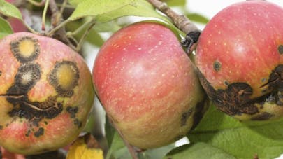 Ethique Eco Responsable Je Vous Parle Du Restaurant Creer Par Une Amie Dans Une Volonte De Faire Du Zero Fruits Et Legumes Cuisine De Qualite Tous Les Fruits