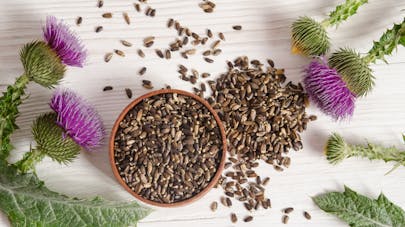 Milk thistle, a plant that protects the liver |  Health Magazine