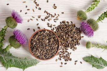 Milk thistle, a plant that protects the liver |  Health Magazine