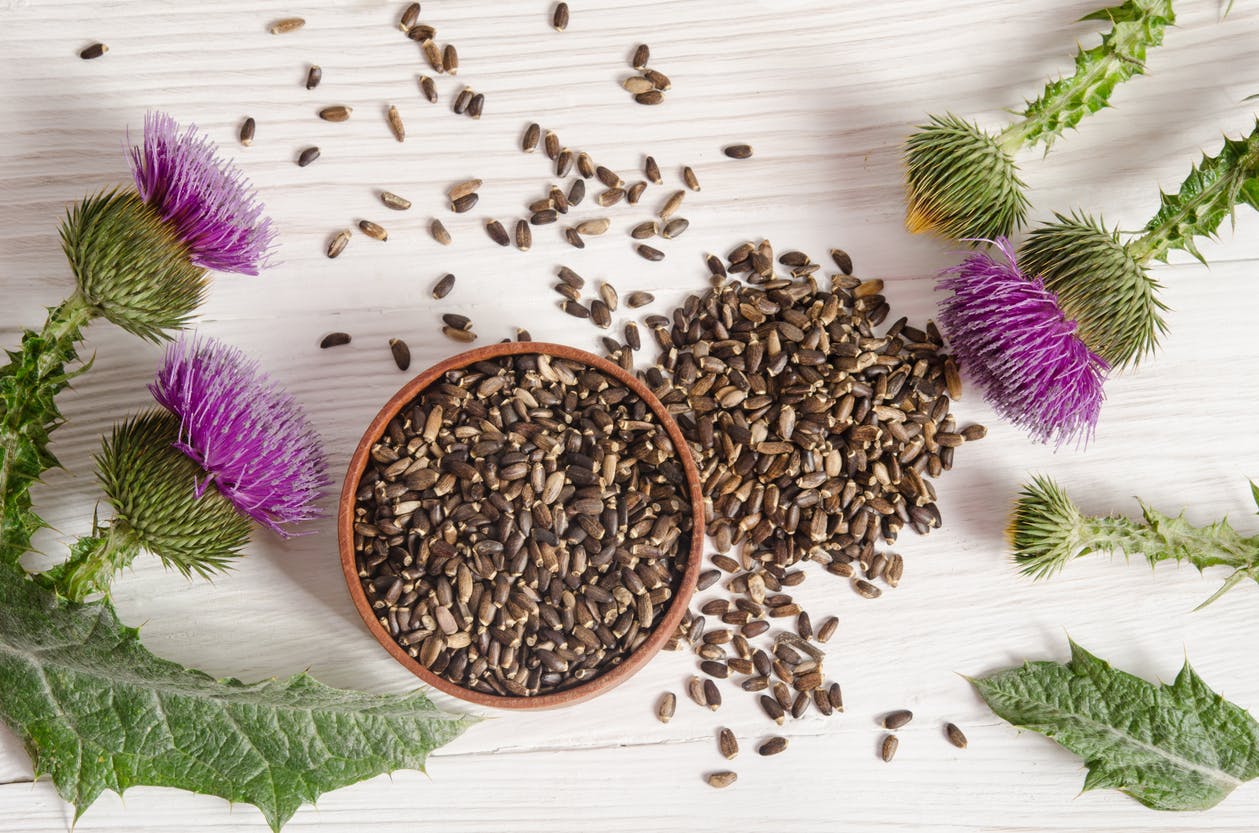 Milk thistle, a plant that protects the liver |  Health Magazine