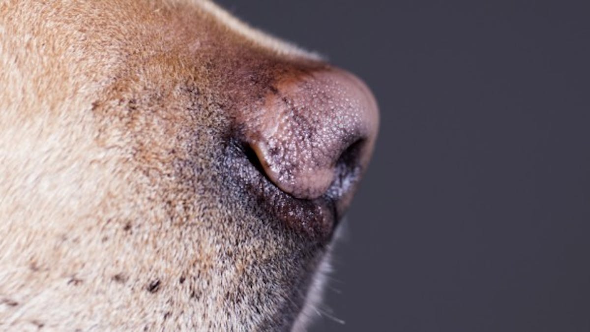 4 problèmes de santé qu'un chien peut "renifler"