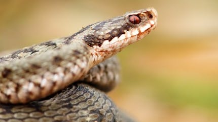 Morsure de serpent : les bons réflexes à connaître