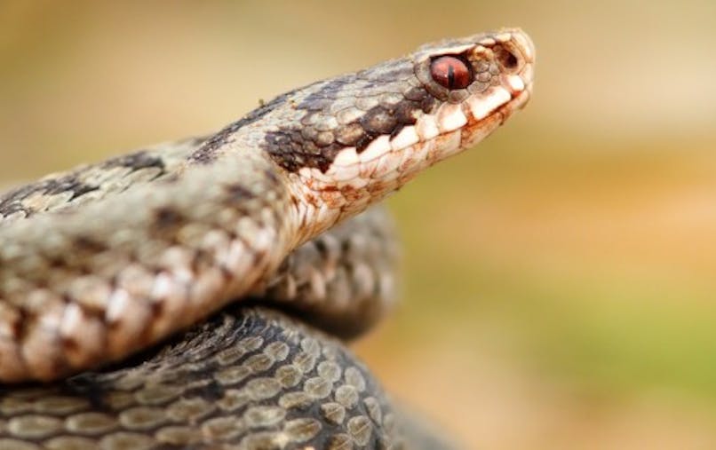 Morsure De Serpent Les Bons Reflexes A Connaitre Sante Magazine Morsure De Serpent Les Bons Reflexes A Connaitre Sante Magazine