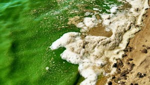 Comment se protéger des algues toxiques ?