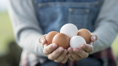 Tout savoir sur le pesticide des oeufs contaminÃ©s