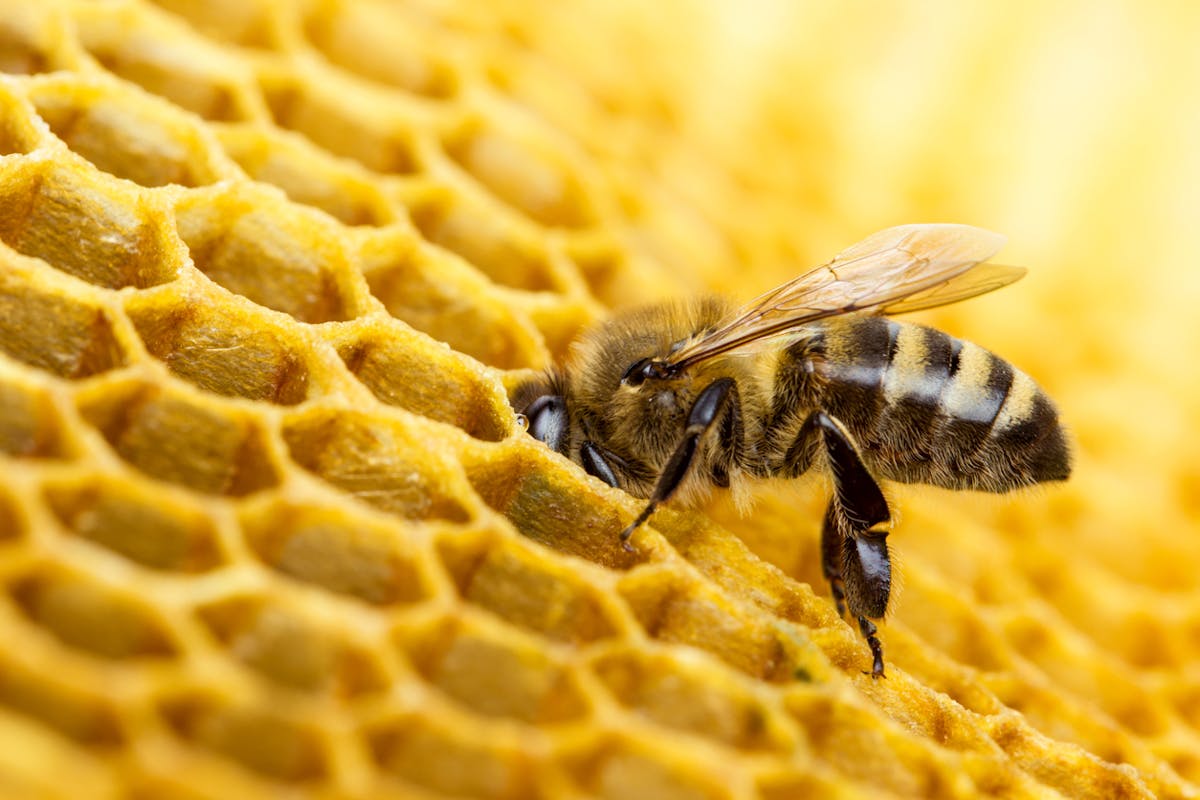 Les bienfaits des produits de la ruche : la propolis 