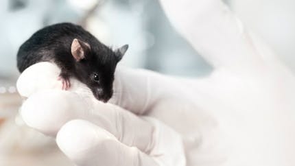 Laboratoires : contre les tests sur les animaux, de la vraie peau humaine
