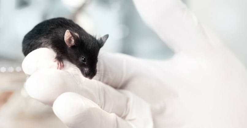 Laboratoires : contre les tests sur les animaux, de la vraie peau humaine