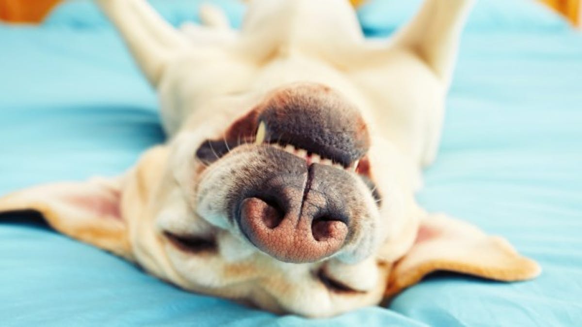 Dormir Avec Son Chien Bonne Ou Mauvaise Idee Sante Magazine Dormir Avec Son Chien Bonne Ou Mauvaise Idee Sante Magazine