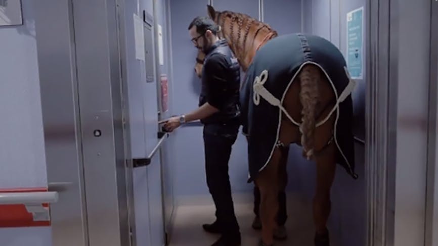 A l'hôpital, un cheval auprès des malades