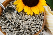 Graines De Tournesol Bienfaits Et Calories Sant Magazine Graines De Tournesol Bienfaits Et Calories Sant Magazine