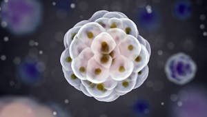 Des embryons fabriqués sans ovule ni spermatozoïdes créés en laboratoire
