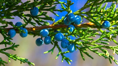Huile essentielle de genévrier (juniperus communis) - Bienfaits | Santé Magazine