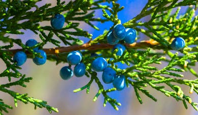 Aceite esencial de enebro (juniperus communis) - Beneficios |  Revista de salud