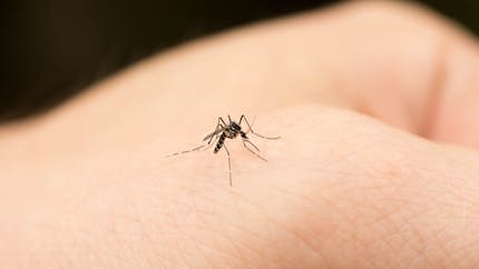 Quels sont les mythes les plus tenaces à propos des moustiques ?