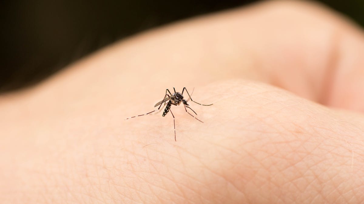 5 mythes à propos des moustiques