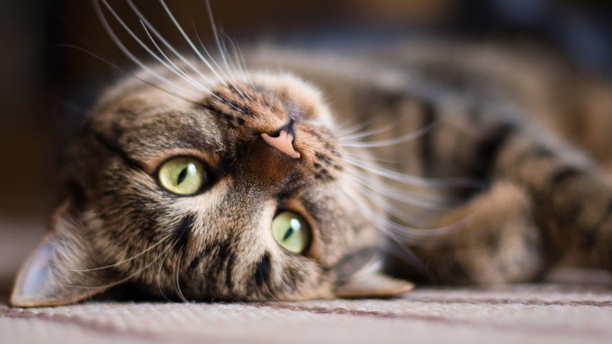 Avoir un chat : des bénéfices pour la santé | Santé</div></body></html>