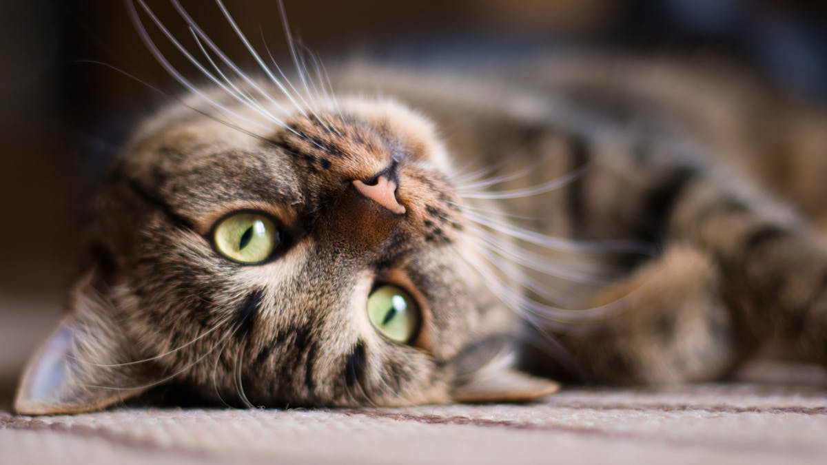 Avoir Un Chat Des Benefices Pour La Sante Sante Magazine Avoir Un Chat Des Benefices Pour La Sante Sante Magazine