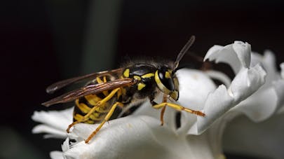 Guêpe, frelon, bourdon : que faire en cas de piqûre ?