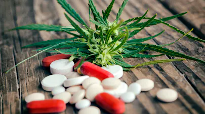 Le cannabis, un vrai médicament ?