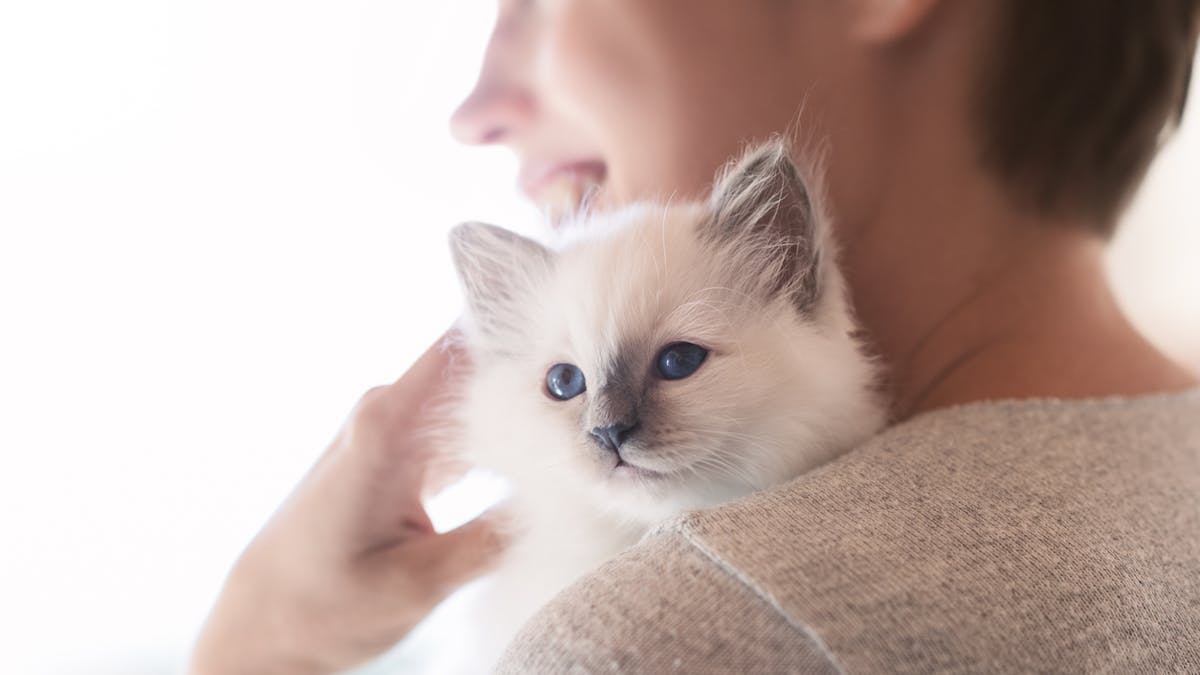 Une Britannique Decouvre Son Cancer Du Sein Grace A Son Chat Sante Magazine Une Britannique Decouvre Son Cancer Du Sein Grace A Son Chat Sante Magazine