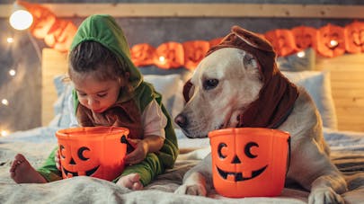 Comment protéger les animaux le soir d'Halloween
