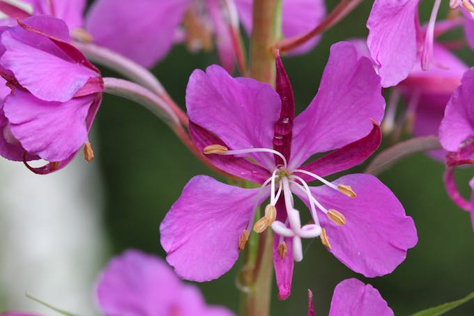 Soigner La Prostate Par Les Plantes  Mon Blog Jardinage