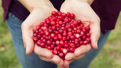 Phlébite huile essentielle Phlébite huile essentielle