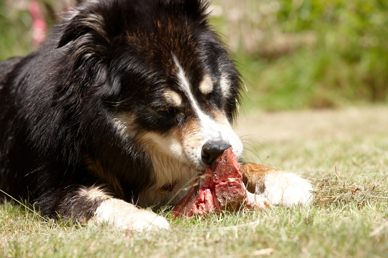 Pourquoi il faut éviter de donner de la viande crue à son chien 